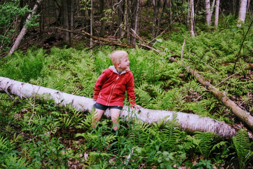 Morning Forest Walk