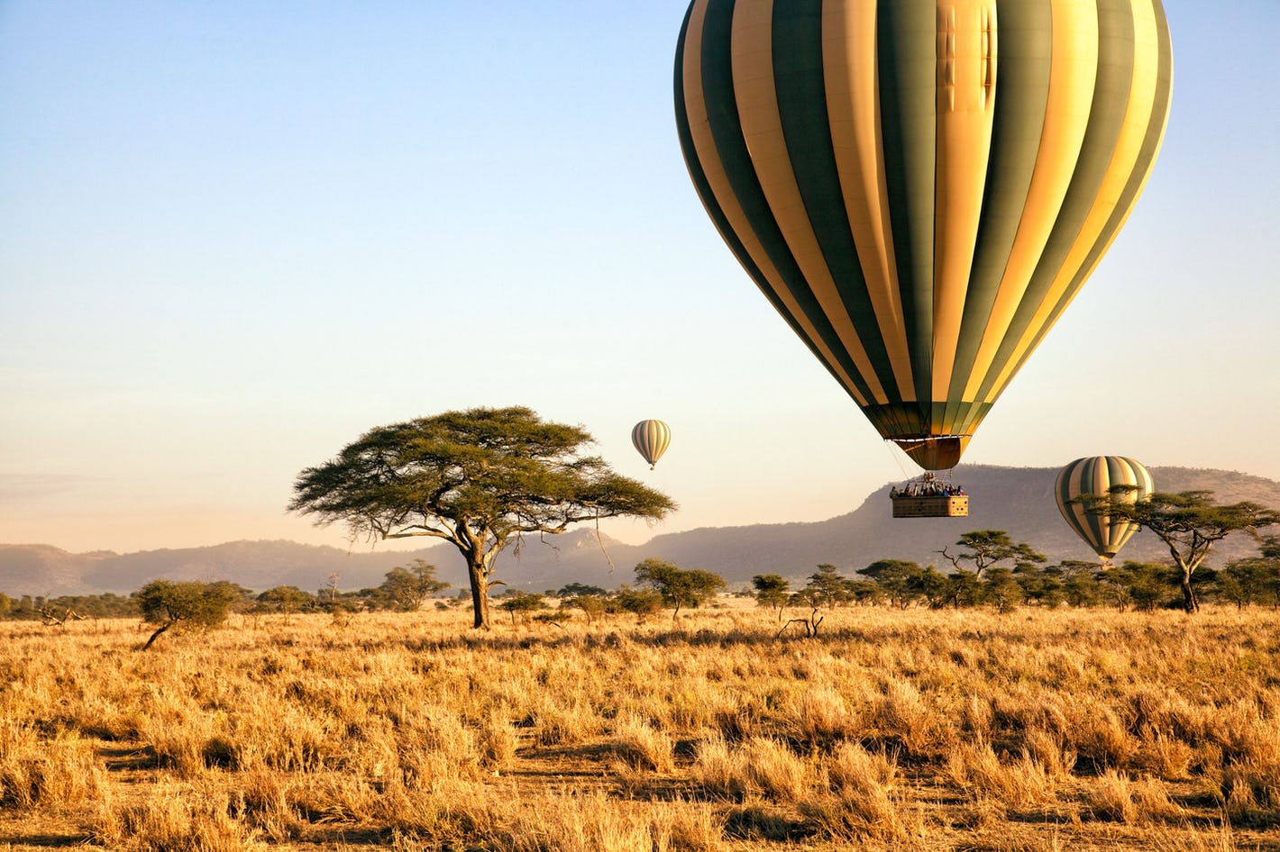 Watch as thousands of wildebeest cross the savanna below