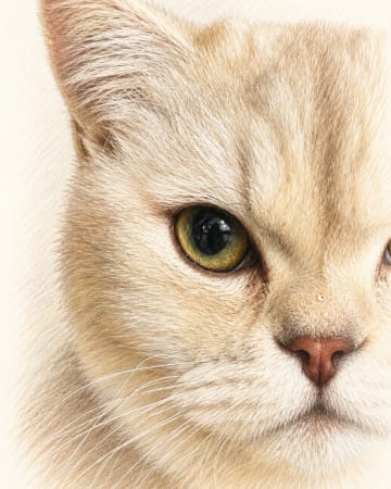 Colored Pencil pet portrait example