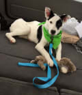 Petey's own photo, before the portrait