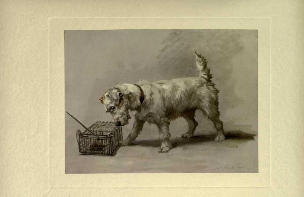 Sealyham Terrier 'Peer Gynt' by Maud Earl, 1910 — Plate VIII from The Power of the Dog by A. Croxton Smith — characteristic Earl handling of a working terrier with the look of a dog mid-thought