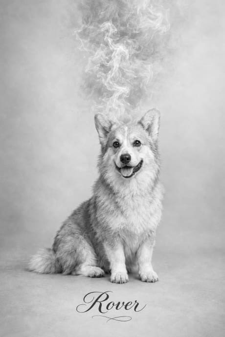 Black and white dog portrait in the Drift style with soft rising smoke