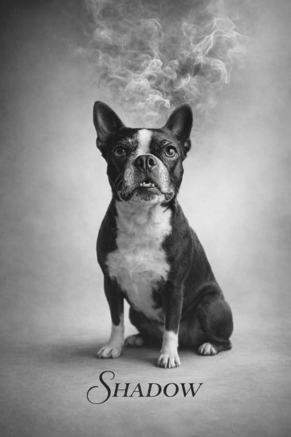 Drift pet portrait style
