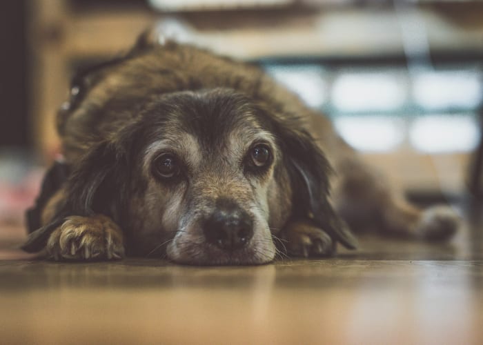 Winston before — phone photo of a senior dog with a gray muzzle, lying on the floor in soft afternoon kitchen lighting