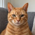 Before: the pet's own photo