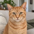 Before: the pet's own photo