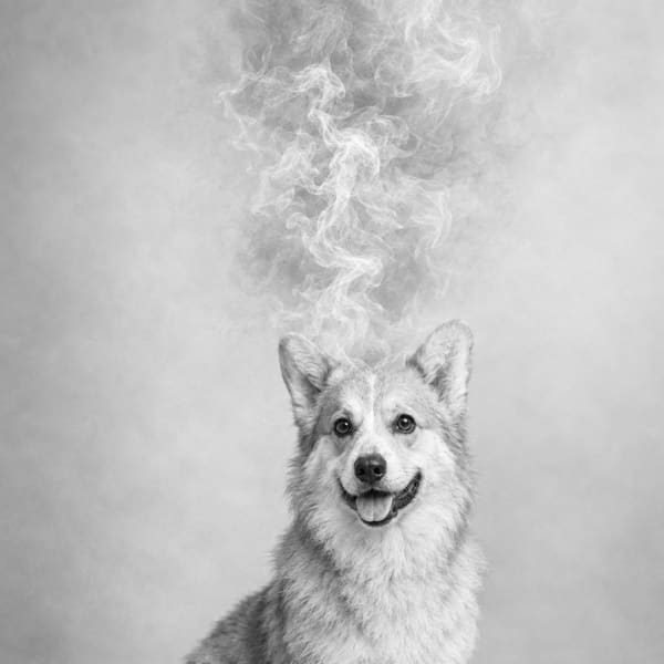 Drift pet portrait example