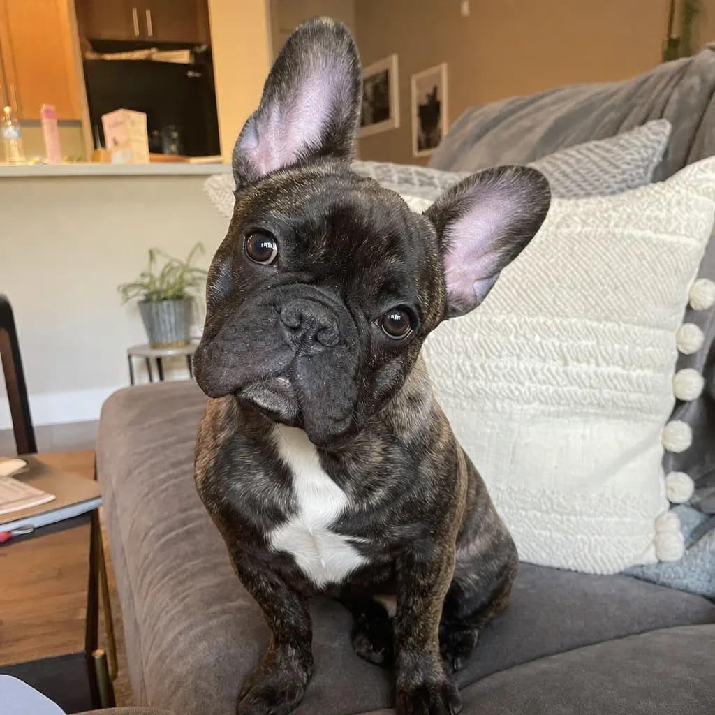 Original dog photo before Royal King custom dog portrait transformation