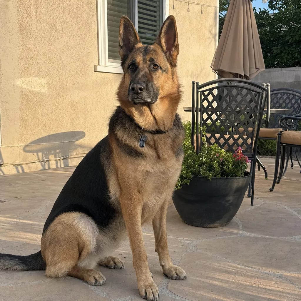 Original dog photo before Oil Painting custom dog portrait transformation