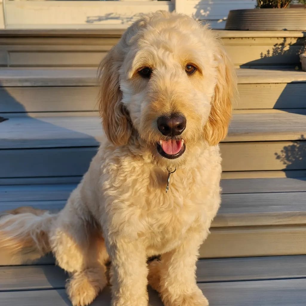 Original dog photo before Oil Painting custom dog portrait transformation