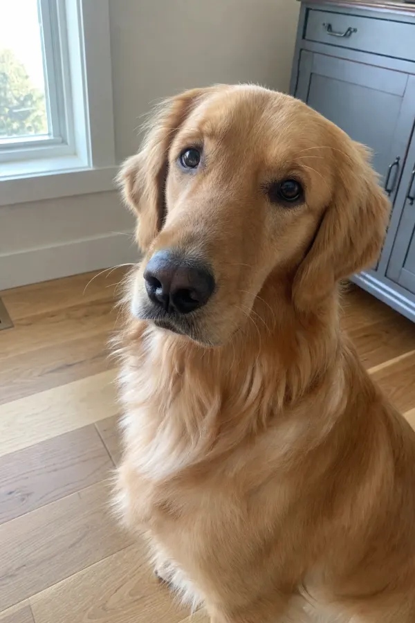 A clear source photograph of a dog beside the rendered classical oil portrait drawn from it — the kind of source image the studio works from