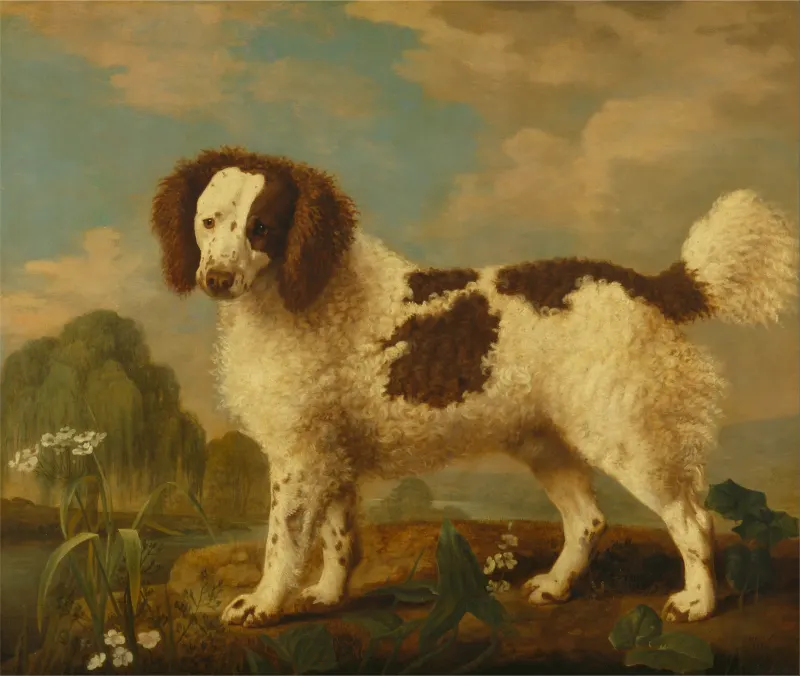 George Stubbs, A Brown and White Norfolk or Water Spaniel (1778). Yale Center for British Art, New Haven.