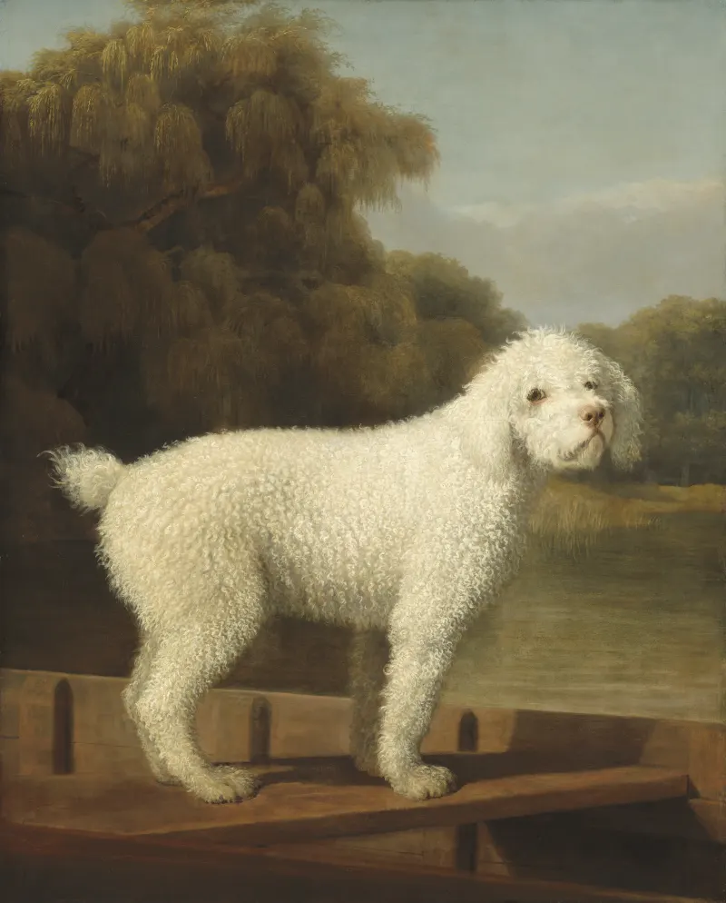George Stubbs, White Poodle in a Punt (c. 1780). National Gallery of Art, Washington.