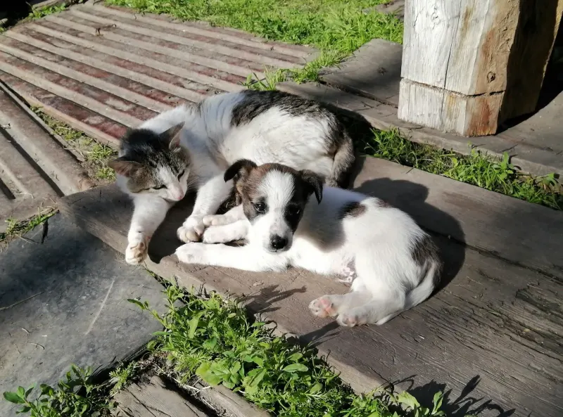 A real family photo of a cat and a puppy lying together on a wooden porch.