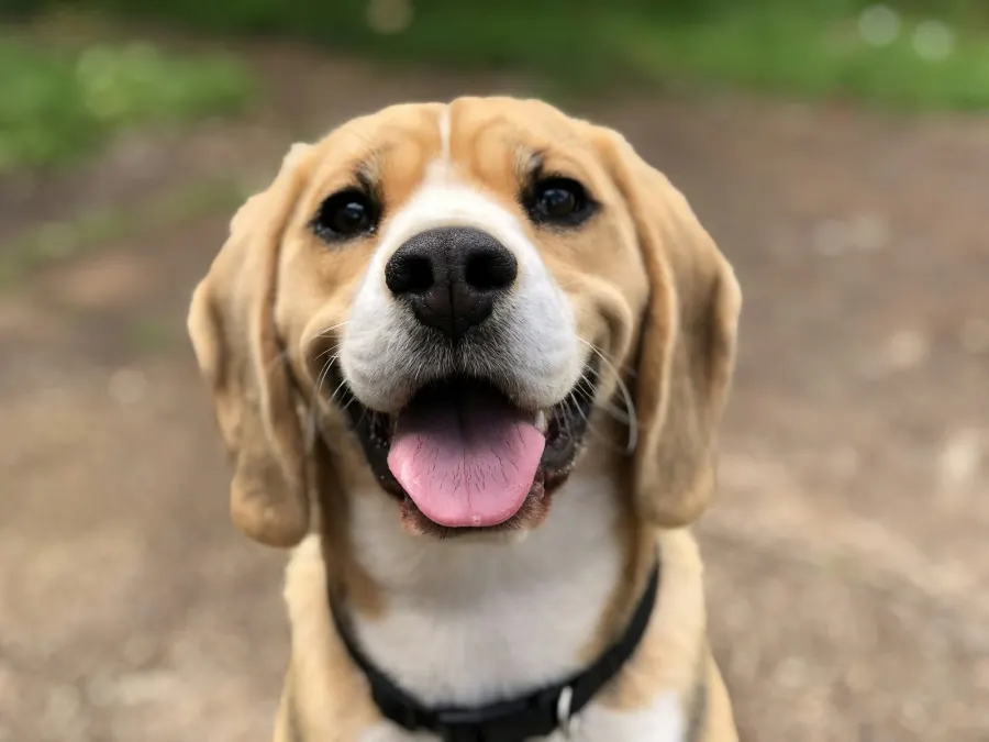 Photo of Juno, a black lab
