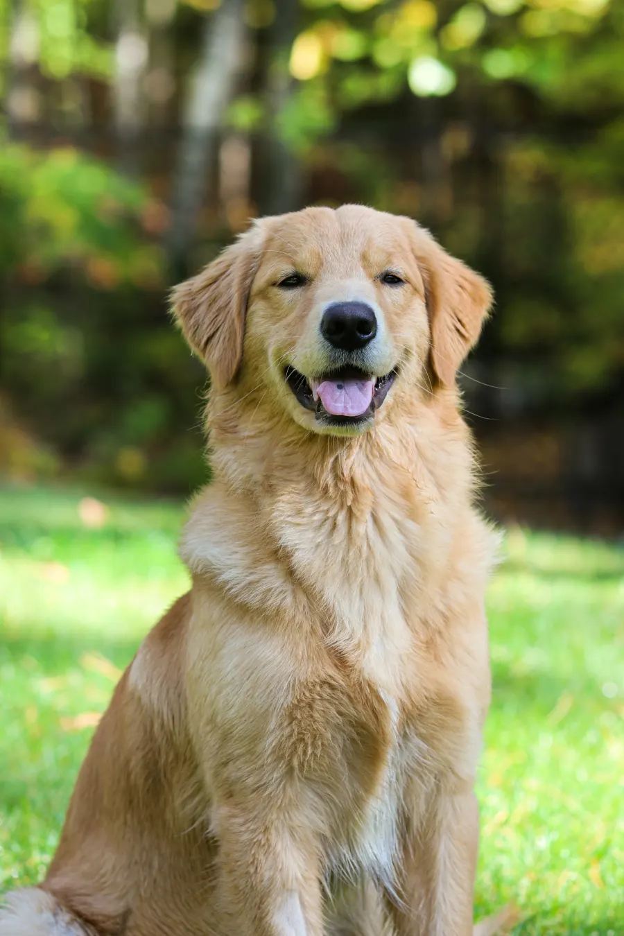 Photo of Marigold, a golden retriever