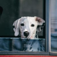Original dog photo before Royal Prince custom dog portrait transformation