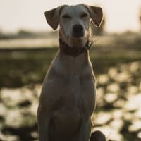 Original dog photo before Royal King custom dog portrait transformation