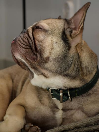 French Bulldog - Before