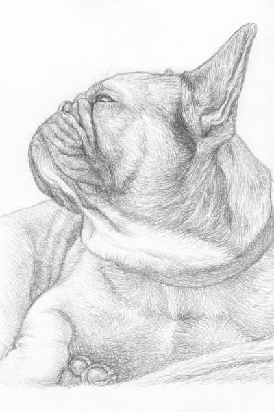 French Bulldog - Sketch