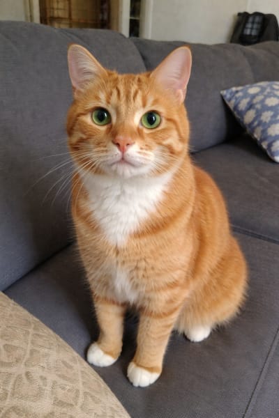 Orange Tabby - Before