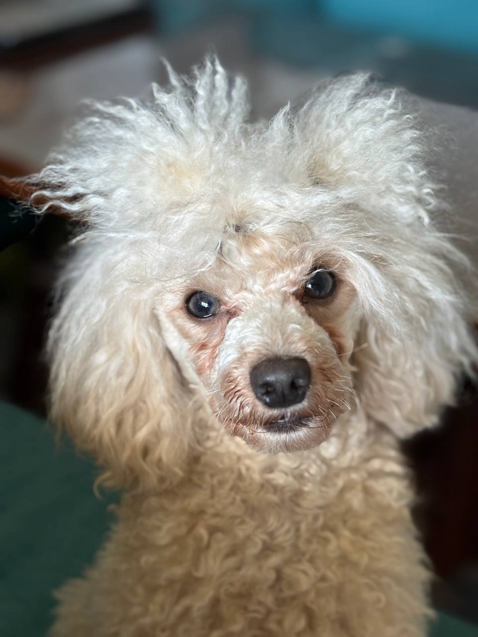 Lavr toy poodle portret