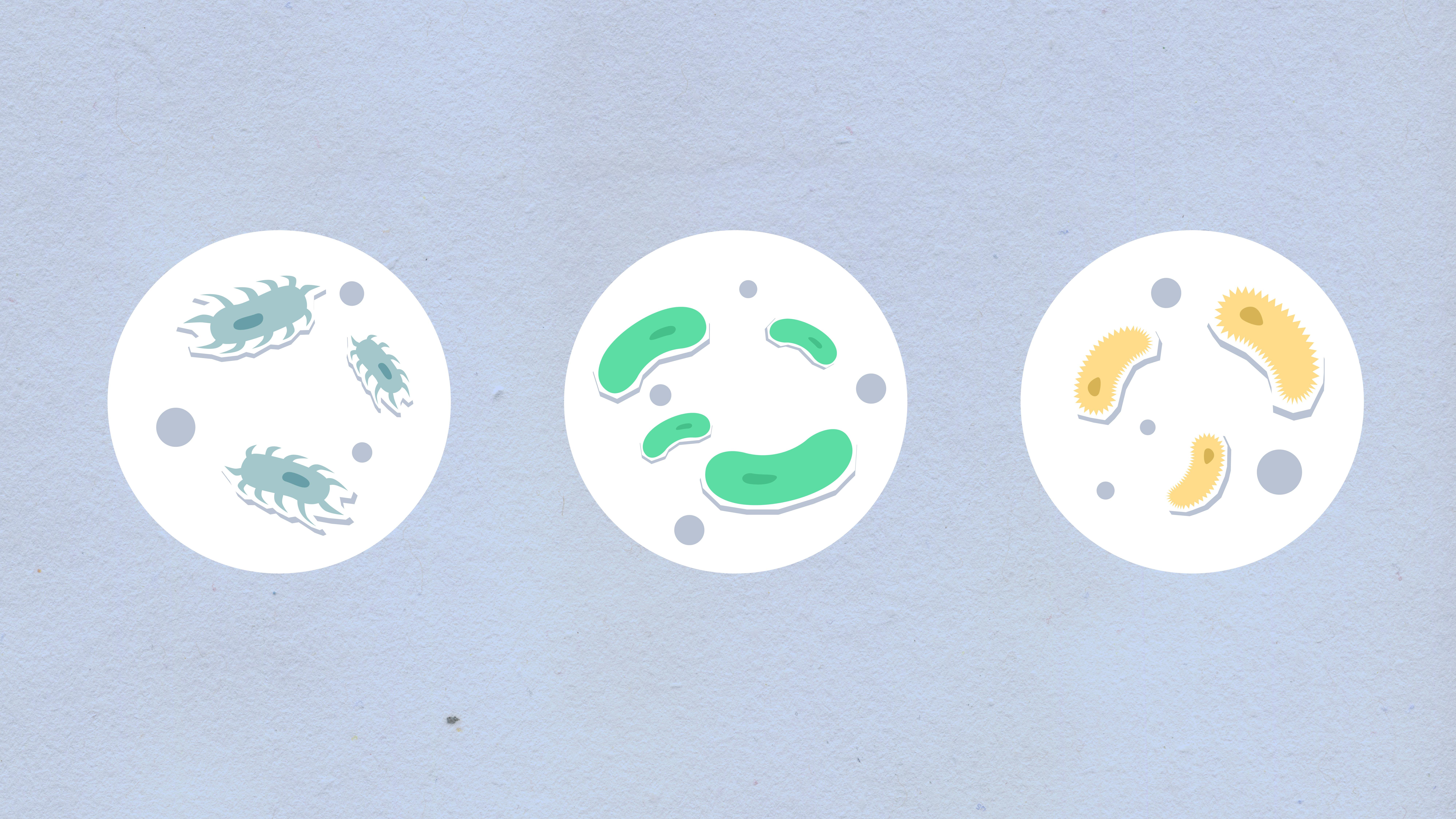 scientific illustration showing a clear cell signaling pathway with simple shapes, readable labels, and directional arrows
