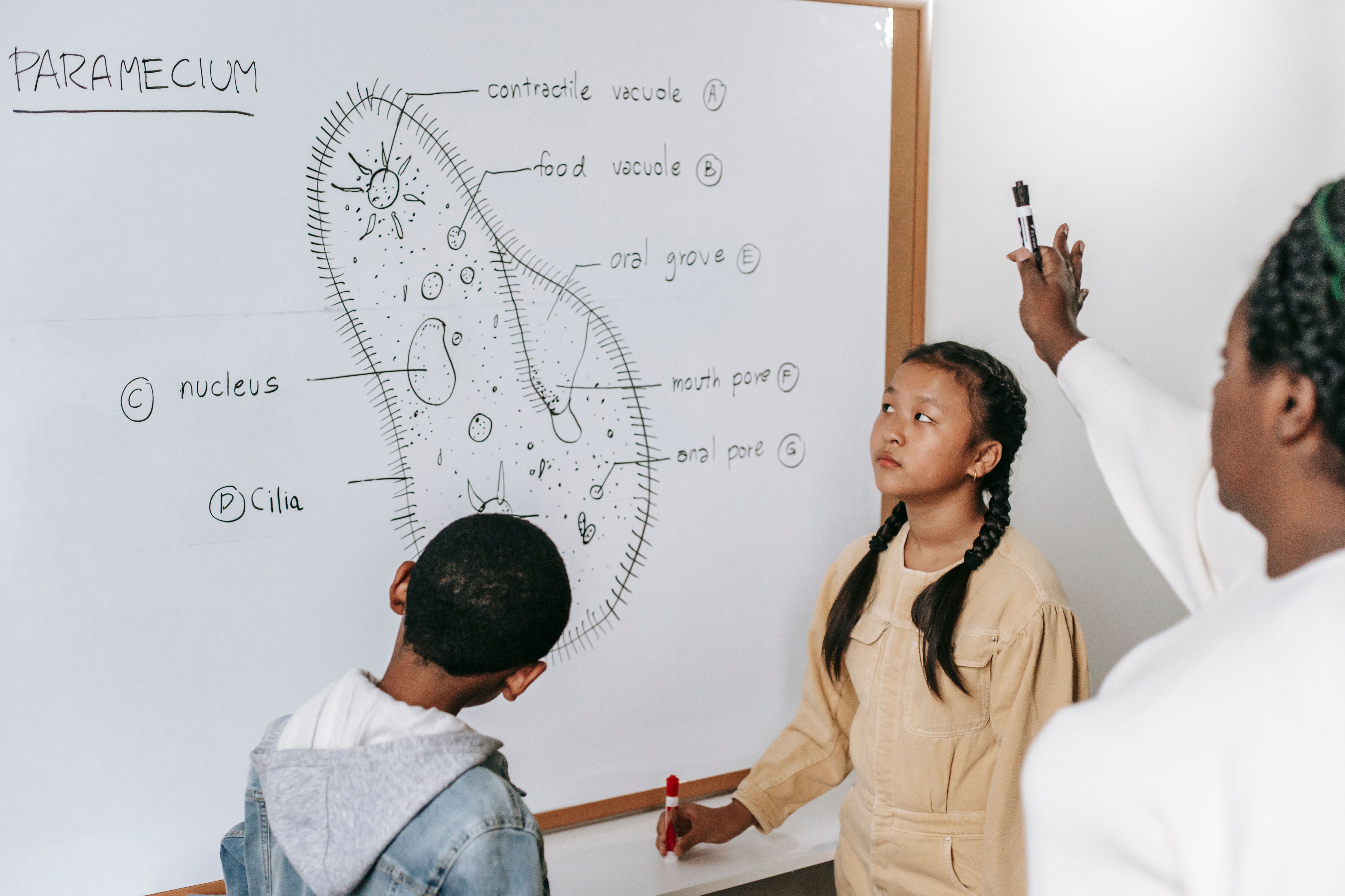 biology student revising a cell diagram after feedback with labels arrows and organelles highlighted