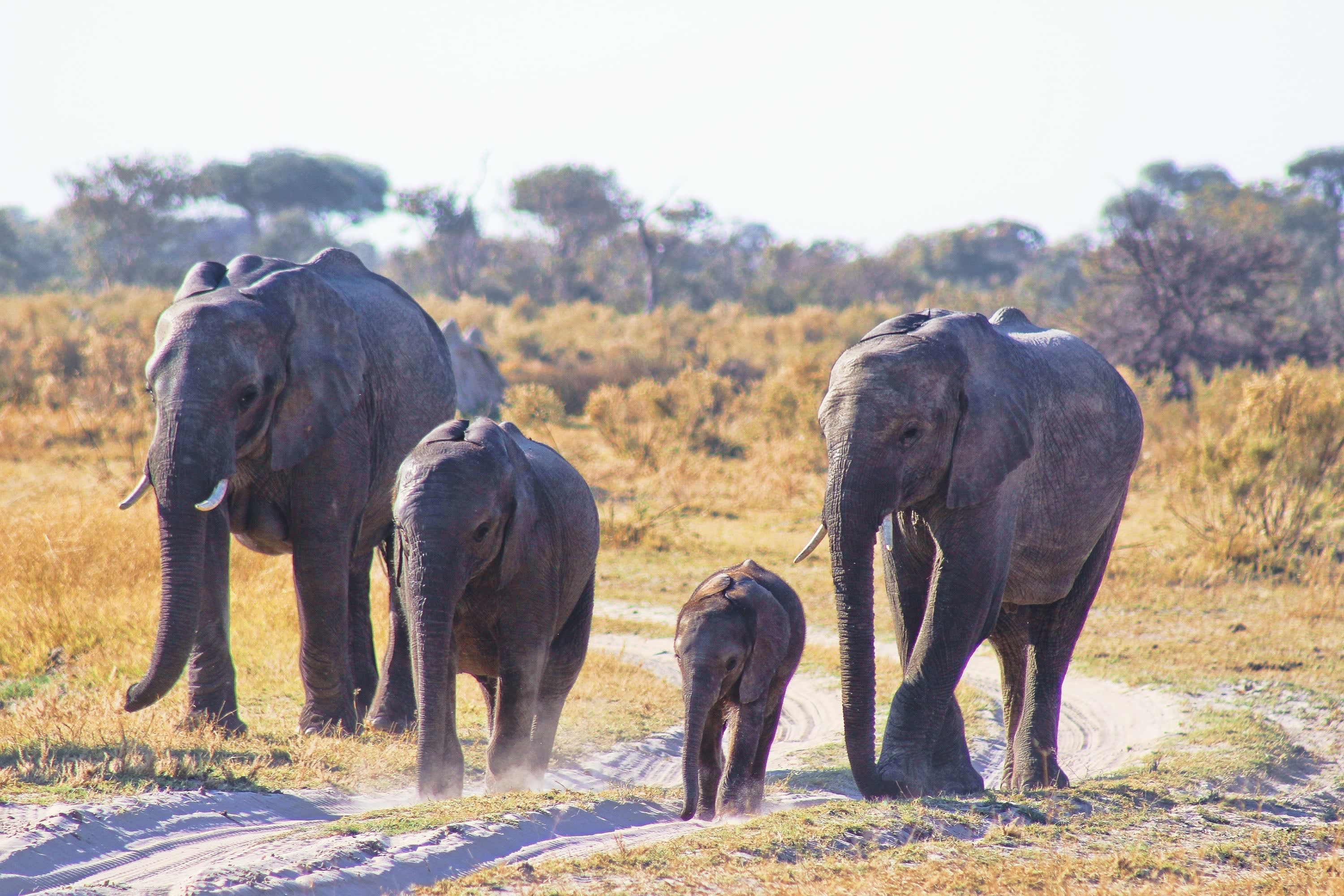 Africa