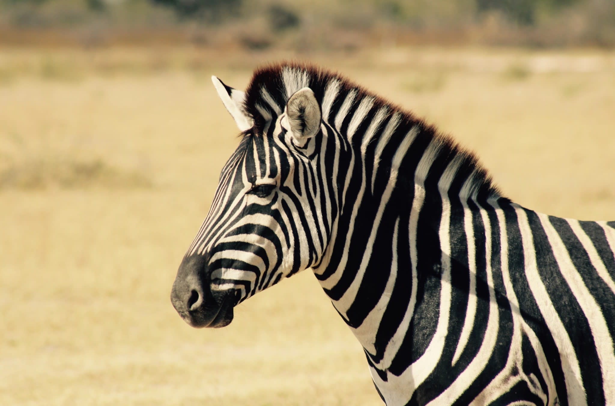 Africa