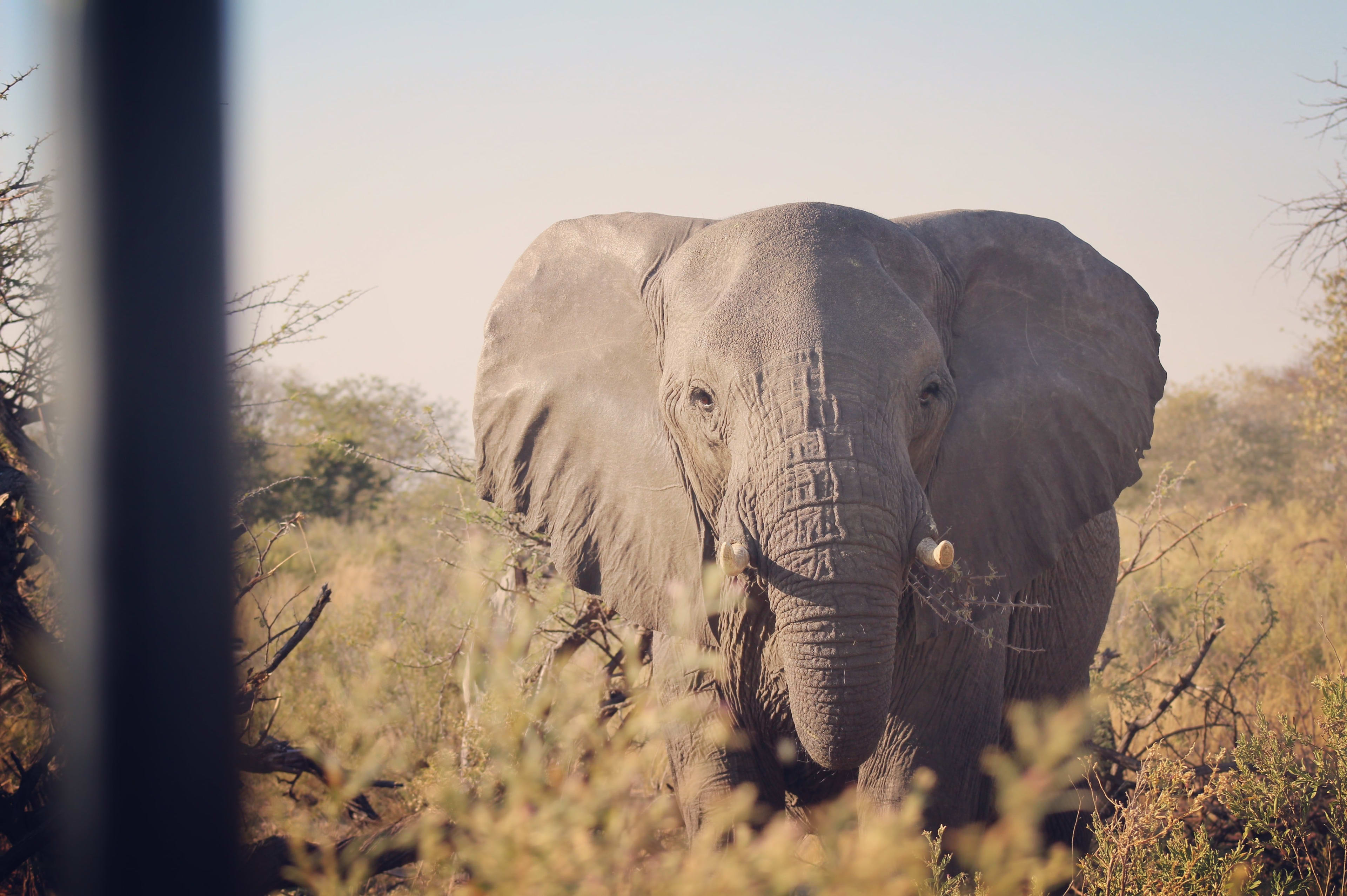 Africa