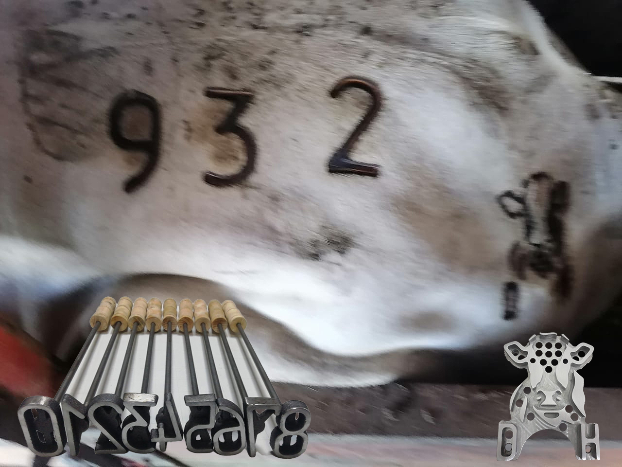 Sistema completo aplicado en campo — hierro de marca y numerador en el mismo animal