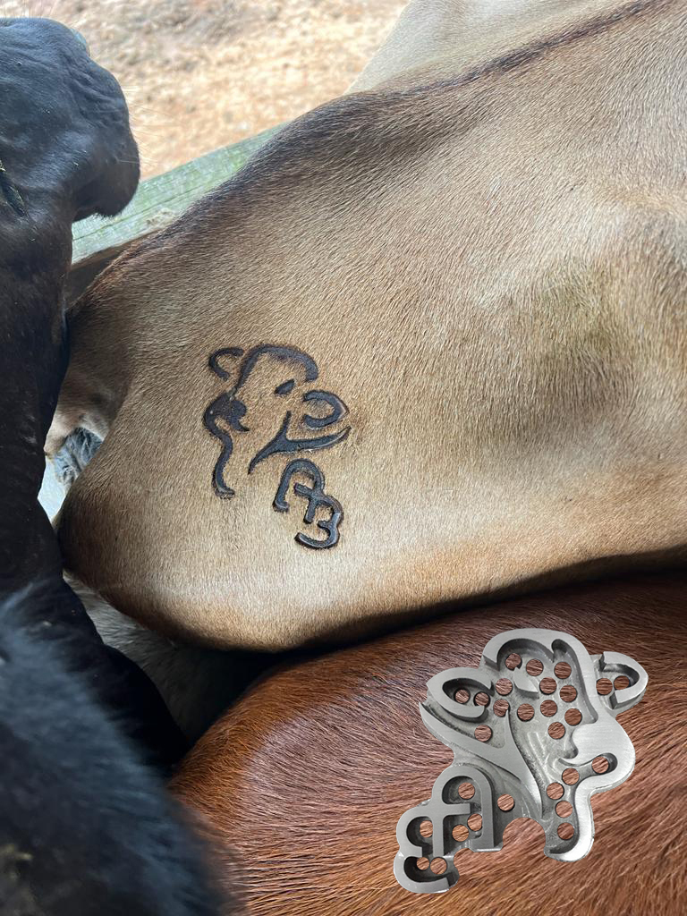 Hierro marca AB — marca visible en cabeza del animal