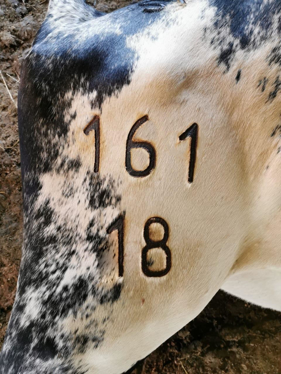 Numeradores 7.5 cm con marca RTQ en animal