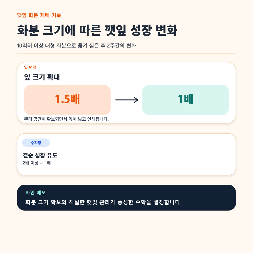 화분 크기에 따른 깻잎 성장 변화