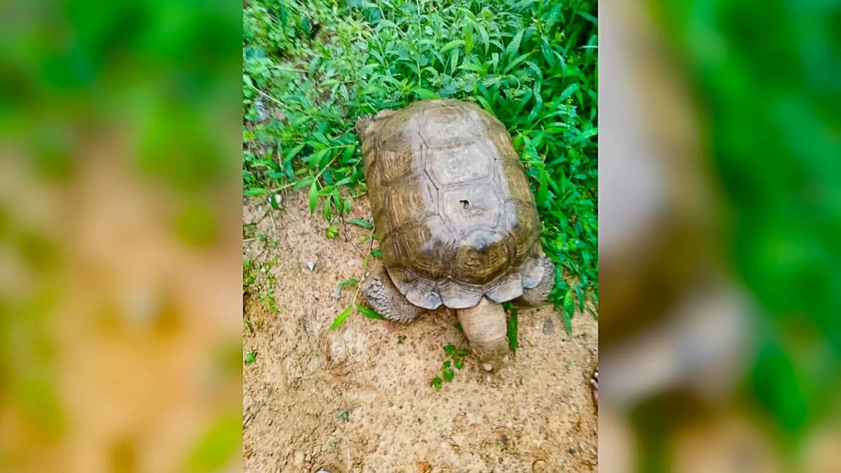 Historic 420-Year-Old Palace Tortoise Dies in Oyo