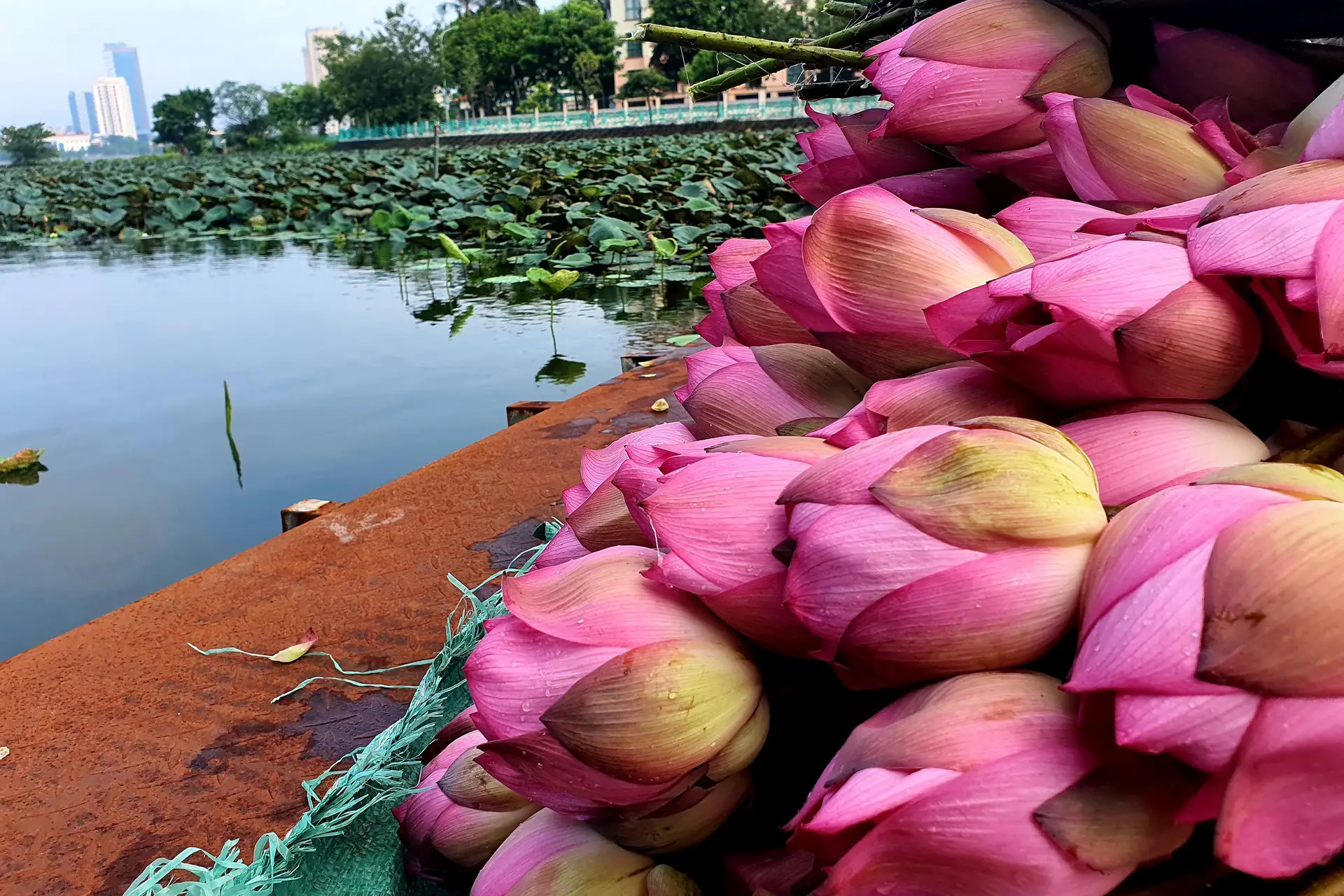 Khám phá ẩm thực sinh thái sen nam bộ - món ngon đậm chất miền Tây