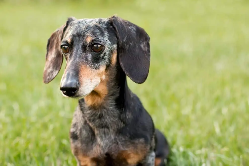 32 Small Dog Breeds Perfect for Owners With Limited Space