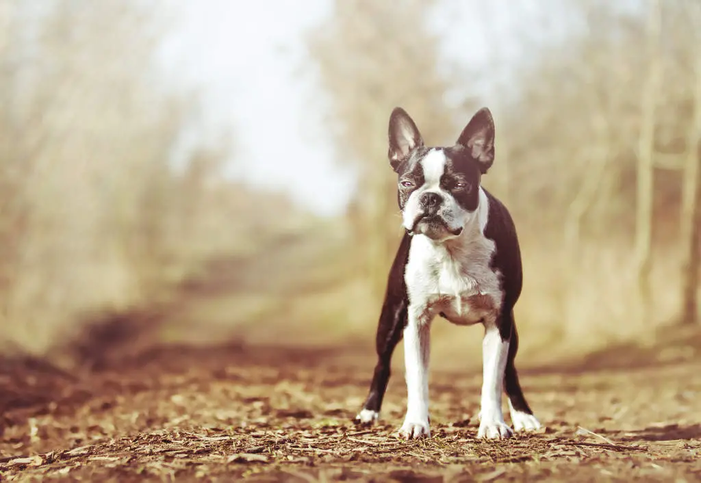 32 Small Dog Breeds Perfect for Owners With Limited Space