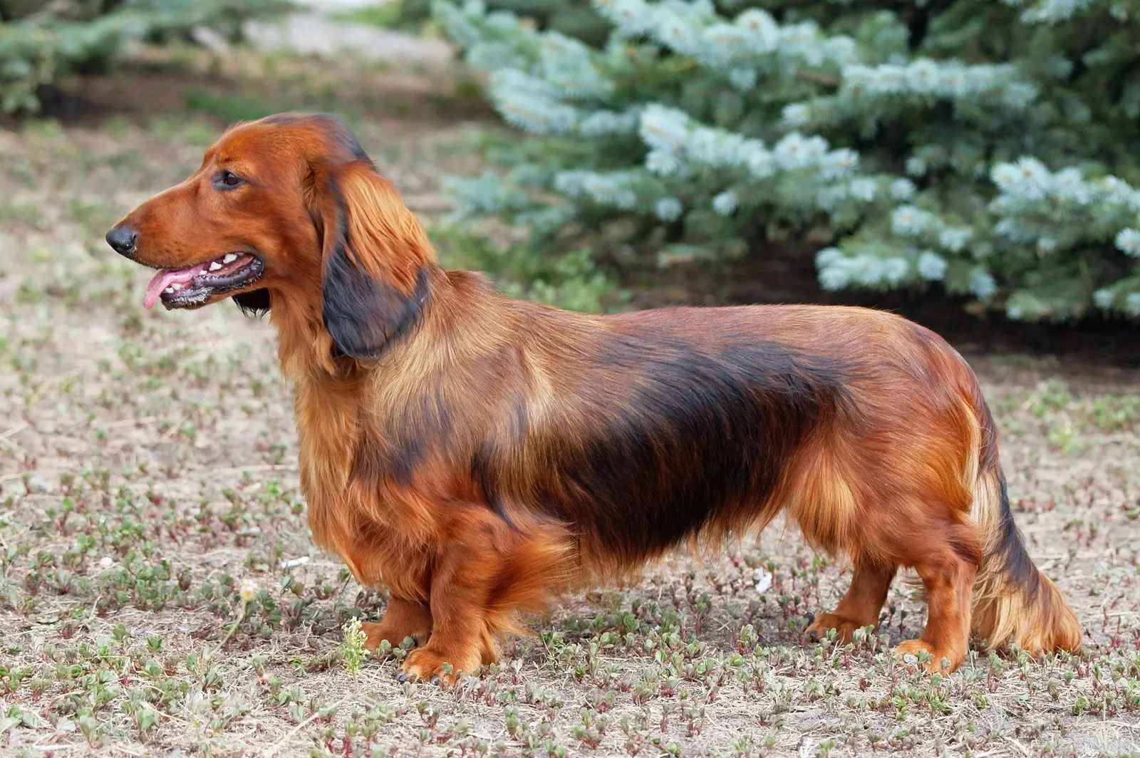 32 Small Dog Breeds Perfect for Owners With Limited Space