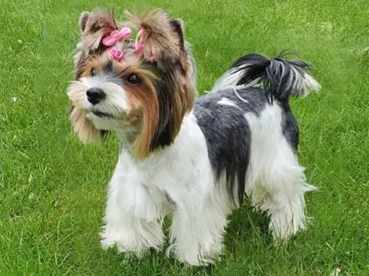 32 Small Dog Breeds Perfect for Owners With Limited Space