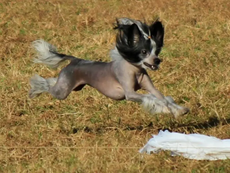 32 Small Dog Breeds Perfect for Owners With Limited Space
