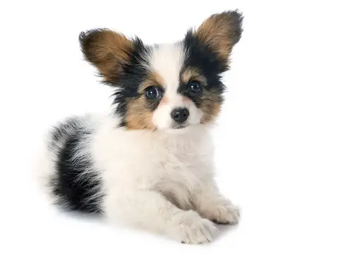 32 Small Dog Breeds Perfect for Owners With Limited Space