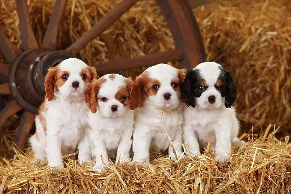 32 Small Dog Breeds Perfect for Owners With Limited Space