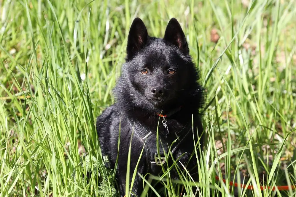 32 Small Dog Breeds Perfect for Owners With Limited Space