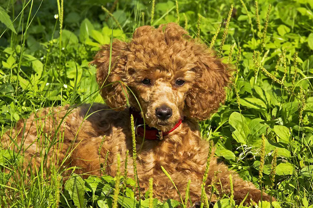 32 Small Dog Breeds Perfect for Owners With Limited Space