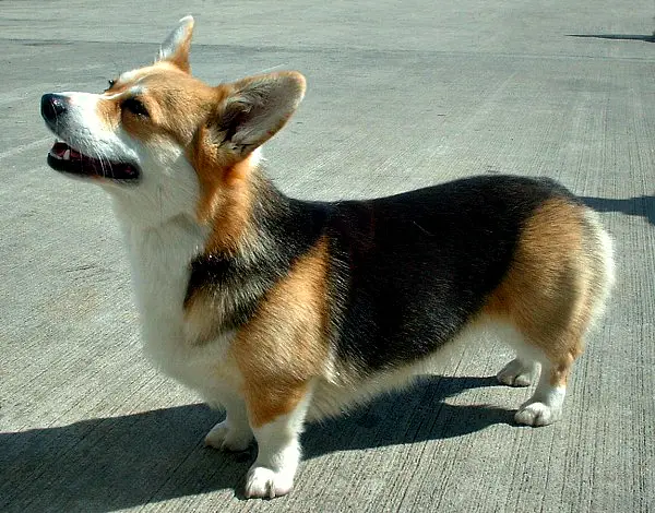 32 Small Dog Breeds Perfect for Owners With Limited Space