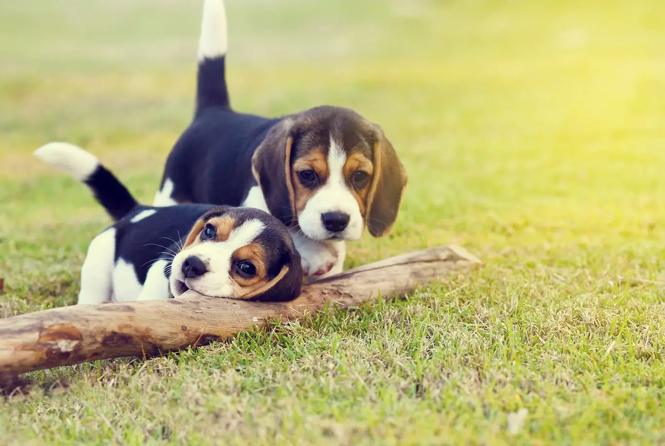 32 Small Dog Breeds Perfect for Owners With Limited Space
