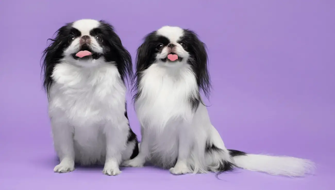 32 Small Dog Breeds Perfect for Owners With Limited Space