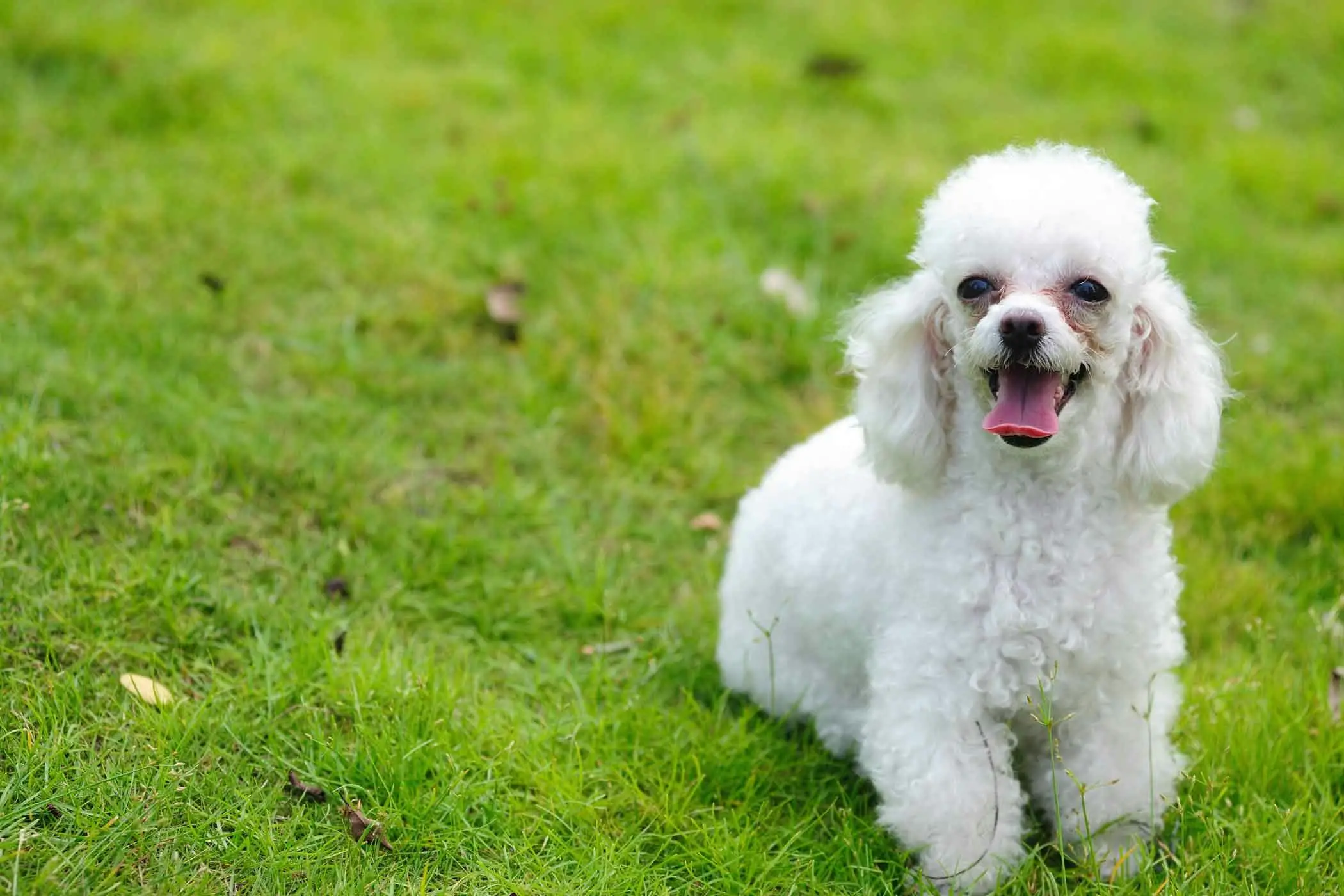 32 Small Dog Breeds Perfect for Owners With Limited Space